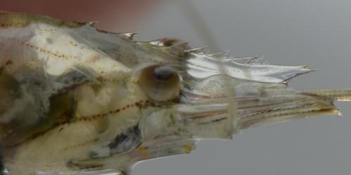 Réf. 211 633 : Palaemon longirostris